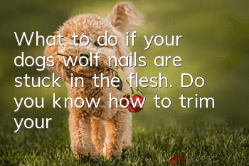 What to do if your dog’s wolf nails are stuck in the flesh. Do you know how to trim your dog’s nails?