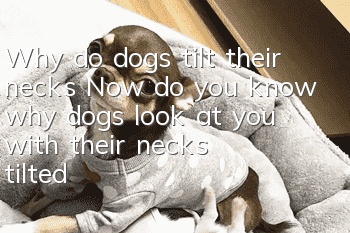 Why do dogs tilt their necks? Now do you know why dogs look at you with their necks tilted?