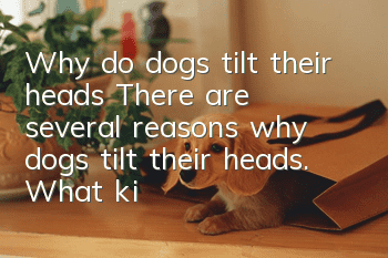 Why do dogs tilt their heads? There are several reasons why dogs tilt their heads. What kind of dog does yours have?