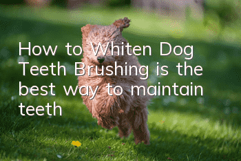 How to Whiten Dog Teeth Brushing is the best way to maintain teeth!