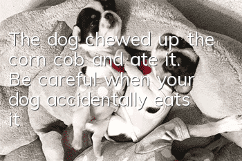 The dog chewed up the corn cob and ate it. Be careful when your dog accidentally eats it!