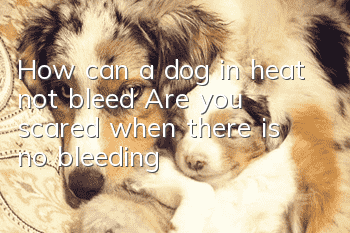 How can a dog in heat not bleed? Are you scared when there is no bleeding?