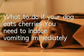 What to do if your dog eats cherries? You need to induce vomiting immediately!