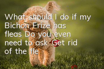 What should I do if my Bichon Frize has fleas? Do you even need to ask? Get rid of the fleas quickly!