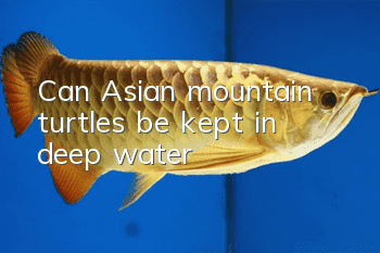 Can Asian mountain turtles be kept in deep water?
