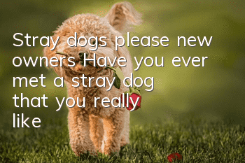 Stray dogs please new owners Have you ever met a stray dog ​​that you really like?
