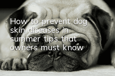 How to prevent dog skin diseases in summer: tips that owners must know