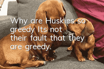 Why are Huskies so greedy? It’s not their fault that they are greedy.