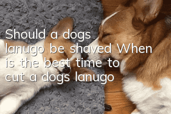 Should a dog’s lanugo be shaved? When is the best time to cut a dog’s lanugo?