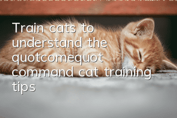 Train cats to understand the "come" command, cat training tips!