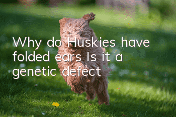 Why do Huskies have folded ears? Is it a genetic defect?