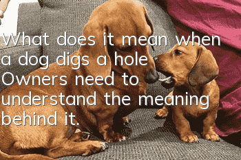 What does it mean when a dog digs a hole? Owners need to understand the meaning behind it.