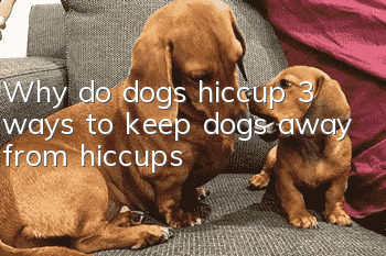 Why do dogs hiccup? 3 ways to keep dogs away from hiccups