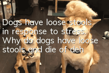 Dogs have loose stools in response to stress. Why do dogs have loose stools and die of dehydration in response to stress?