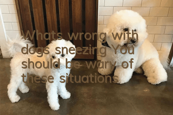 What’s wrong with dogs sneezing? You should be wary of these situations