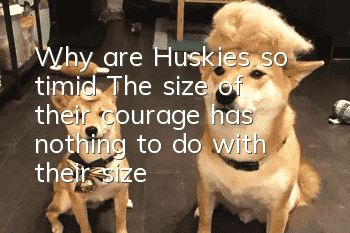 Why are Huskies so timid? The size of their courage has nothing to do with their size