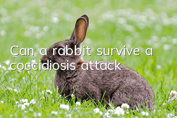 Can a rabbit survive a coccidiosis attack?