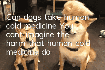 Can dogs take human cold medicine? You can’t imagine the harm that human cold medicine does to dogs.