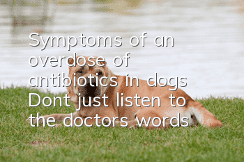 Symptoms of an overdose of antibiotics in dogs: Don’t just listen to the doctor’s words at the pet hospital