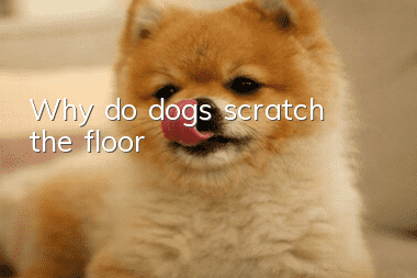 Why do dogs scratch the floor?