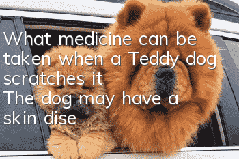 What medicine can be taken when a Teddy dog ​​scratches it? The dog may have a skin disease