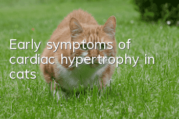 Early symptoms of cardiac hypertrophy in cats