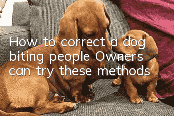 How to correct a dog biting people? Owners can try these methods