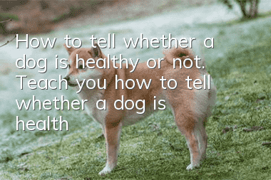 How to tell whether a dog is healthy or not. Teach you how to tell whether a dog is healthy when buying a dog.