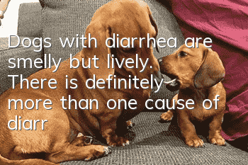 Dogs with diarrhea are smelly but lively. There is definitely more than one cause of diarrhea!