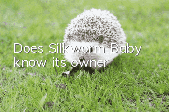 Does Silkworm Baby know its owner?