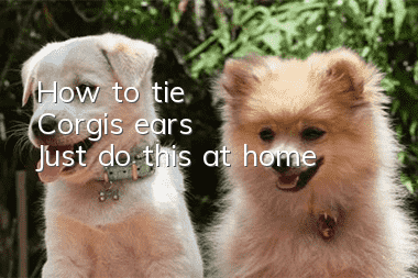 How to tie Corgi's ears? Just do this at home!