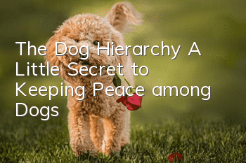The Dog Hierarchy A Little Secret to Keeping Peace among Dogs