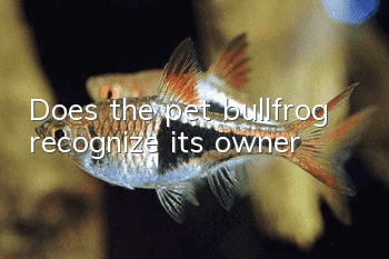 Does the pet bullfrog recognize its owner?