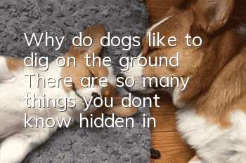 Why do dogs like to dig on the ground? There are so many things you don’t know hidden in the holes that dogs dig.