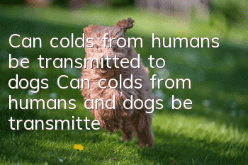 Can colds from humans be transmitted to dogs? Can colds from humans and dogs be transmitted to each other?