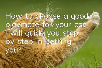 How to choose a good playmate for your cat, I will guide you step by step in petting your cat!