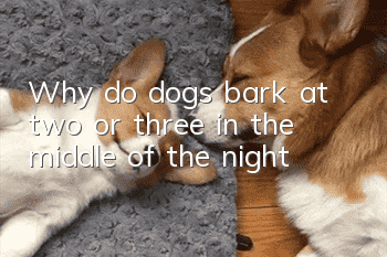 Why do dogs bark at two or three in the middle of the night?