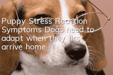 Puppy Stress Reaction Symptoms: Dogs need to adapt when they first arrive home!
