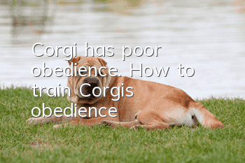 Corgi has poor obedience. How to train Corgi’s obedience?