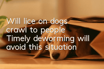 Will lice on dogs crawl to people? Timely deworming will avoid this situation