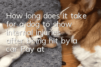 How long does it take for a dog to show internal injuries after being hit by a car? Pay attention to your dog when crossing the road and don’t patronize yourself.