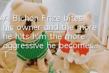 A Bichon Frize bites his owner and the more he hits him, the more aggressive he becomes. Teach the dog not to hit him