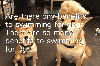Are there any benefits to swimming for dogs? There are so many benefits to swimming for dogs.