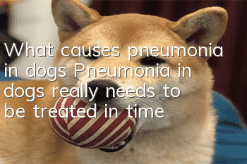 What causes pneumonia in dogs? Pneumonia in dogs really needs to be treated in time!