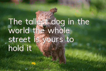The tallest dog in the world, the whole street is yours to hold it!