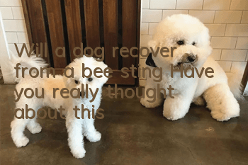 Will a dog recover from a bee sting? Have you really thought about this?