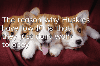 The reason why Huskies have low IQ is that they just don’t want to obey