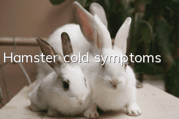 Hamster cold symptoms