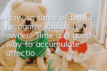 How to tame a dog to recognize you as its owner. Time is a good way to accumulate affection.