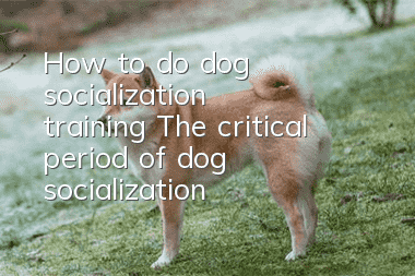 How to do dog socialization training? The critical period of dog socialization